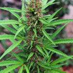 Buy Super Skunk strain online