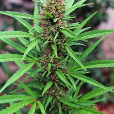Buy Super Skunk strain online