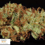 Buy AK-47 strain online