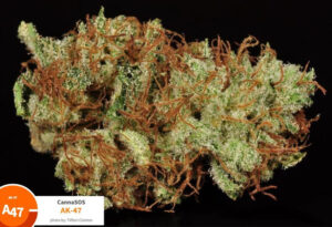 Buy AK-47 strain online