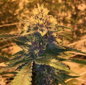 Buy Blackberry kush online | Blackberry kush