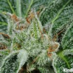 Buy Island Sweet Skunk online