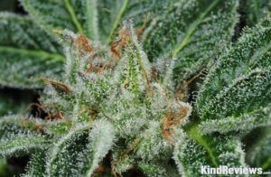 Buy Island Sweet Skunk online