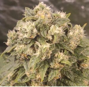 Buy Acapulco gold online | Acapulco gold cannabis strain