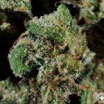 Buy Gelato strain online