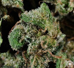 Buy Gelato strain online