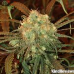 Buy blue dream weed online