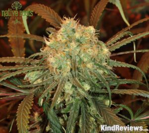 Buy blue dream weed online