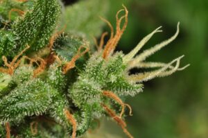 Buy Blueberry weed online | Buy weed online | Order marijuana online