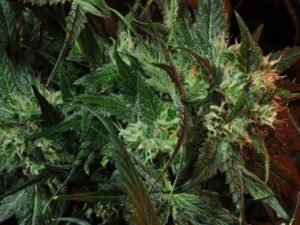 Buy Kosher kush online (1lbs) | kosher kush for sales at Archie 420