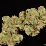 Buy skywalker og online