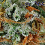 Buy Golden Jamaican Kush online