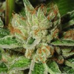 Buy Holy Grail OG online