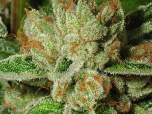 Buy Holy Grail OG online