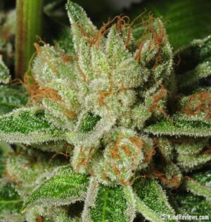 Buy Holy Grail OG online