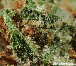 Buy master kush online