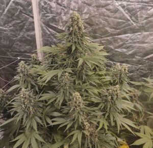 Buy Northern lights strain online | Buy Northern light online