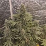 Buy Northern lights strain online | Buy Northern light online