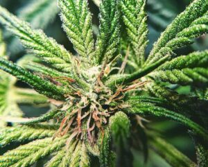 Buy Wedding cake strain online