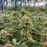Buy Bubba kush online
