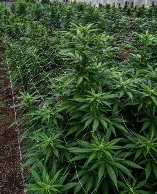 Buy hawaii skunk online