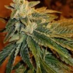 Buy sour diesel weed | Order marijuana online| Buy weed in USA