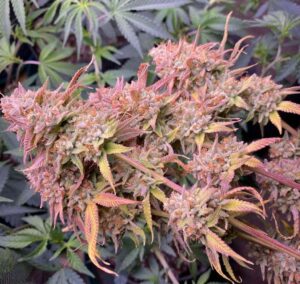 Buy banana gelato strain online