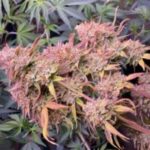 Buy banana gelato strain online