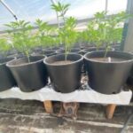 Buy Mango kush online