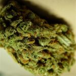 Buy Amnesia Haze Online