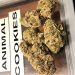 Buy Animal-Cookies strain Online