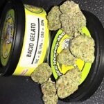 Buy Bacio-Gelato strain Online